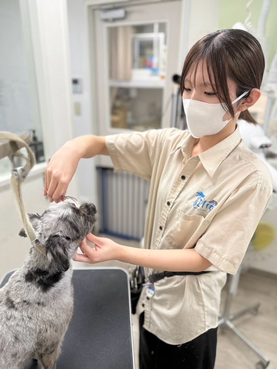 トリマーShu